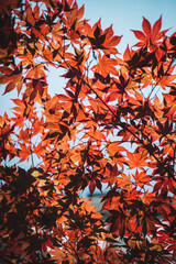 autumn leaves background