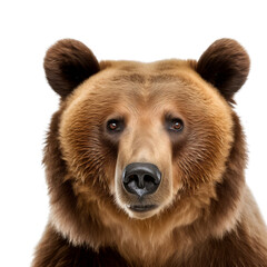 big bear looking isolated on white