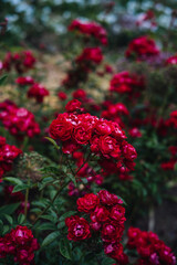 red roses in a garden