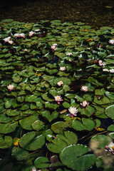water lilies in the pond