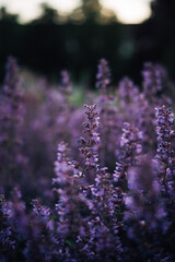 flowers in the garden