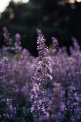 lavender flowers in the garden