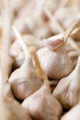Ripe organic garlic clove and bulb on wooden background.  Close-up. Selective focus.