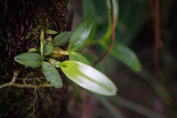 Wild orchid plants growing attached to tree trunks in the forest. Small epiphyte plants and moss stick to the tree trunk. Concept for biology and biodiversity.