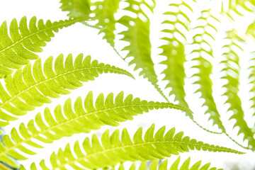 Low angle photo of green fern leaves against bright natural lights. Foliage texture.
