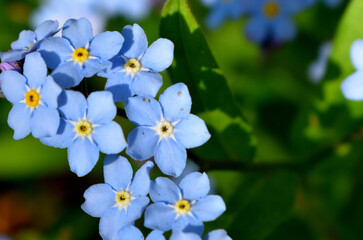 Forget-me-not flowers in the garden, Sainte-Apolline, Québec, Canada