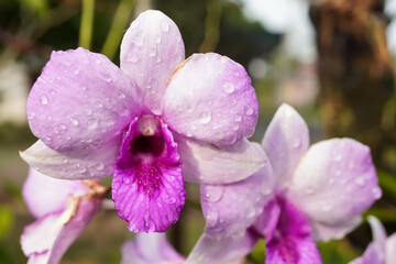 Close up photo of purple orchid flower with dewdrops are visible on the petals in a plant nursery. Concept for exotic tropical plants.
