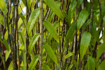 Hanging wet orchid plants leaves. Green foliage texture.