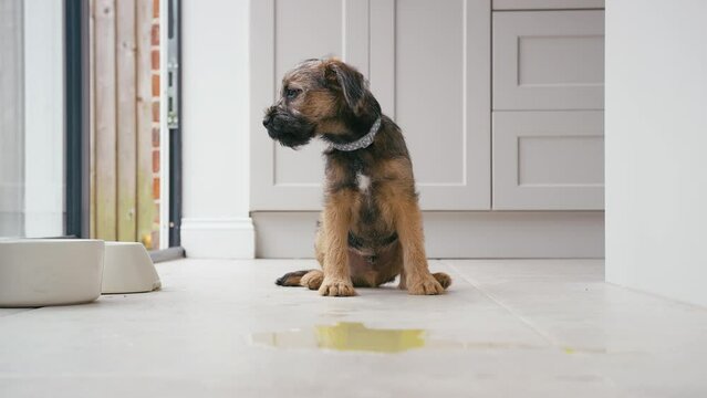 Toilet or house training border terrier puppy sitting on kitchen floor at home after wee - shot in slow motion
