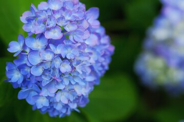 close up of a blue hyacinth