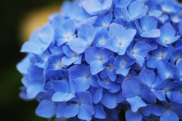 blue hydrangea flower