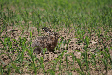 ein Hase sitzt im Maisfeld