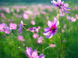 Fototapeta premium Beautiful purple cosmos flowers at cosmos field in moring sunlight. amazing of cosmos flower field landscape in sunset. nature flower background.