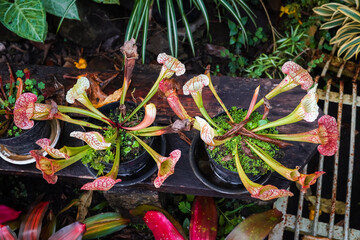 Sarracenia or trumpet pitcher plant is a carnivorous plant. The plant attracts its insect prey with...