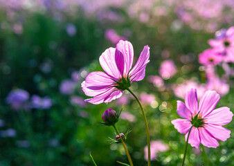 Fototapeta premium Close-up of beautiful cosmos flowers at cosmos field in moring sunlight. amazing of close-up of cosmos flower. nature flower background.