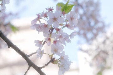 blossomさくら