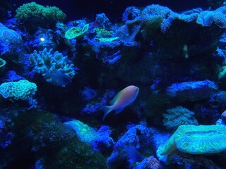 coral reef in aquarium