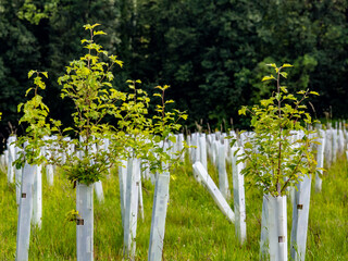 Wiederanpflanzen von jungen Laubb&auml;umen in Wuchsh&uuml;llen
