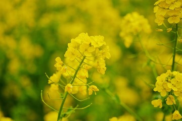 field of yellow flowers