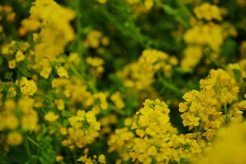 Fototapeta premium field of flowers