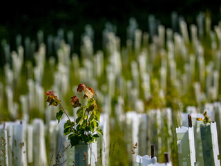 Wiederanpflanzen von jungen Laubb&auml;umen in Wuchsh&uuml;llen