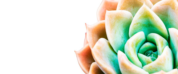 Close-up of succulent plant on transparent background.