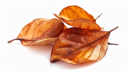 dried houttuynia leaves Isolated on white background