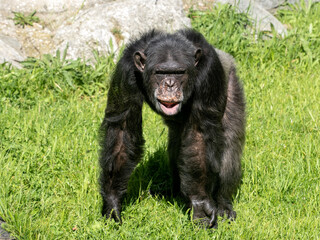 Common Chimpanzee, Pan troglodytes, sits on the grass and observes the surroundings