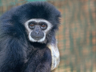 Portrait of a female White-handed gibbon, Hylobates lar