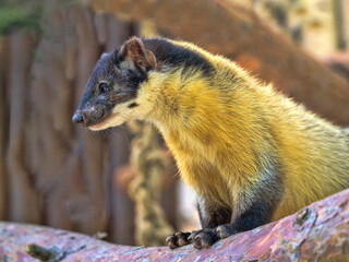 Yellow-throated marten, Martes flavigula, sits on a trunk and observes the surroundings