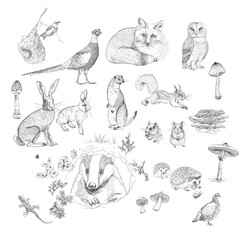 Forest animals, hand drawing, vector illustration