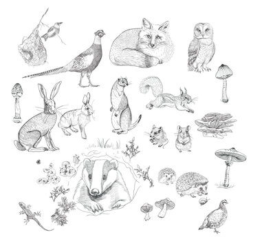 Forest animals, hand drawing, vector illustration