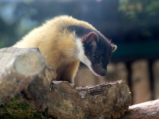 Yellow-throated marten, Martes flavigula, sits on a trunk and observes the surroundings