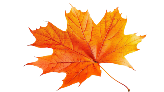 A yellow autumn maple leaf with orange spots on it on transparent background. The leaf is orange and has a brown tip - Powered by Adobe