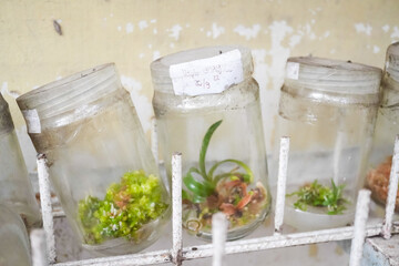 Bottles containing orchid seedlings resulting from tissue culture. Concept for biology and modern...