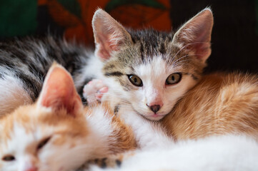 red and white kitten looking to camera and taking a rest, close up photo of head of kitten