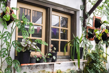 The exterior view of the house walls and windows adorned with various ornamental plants such as Platycerium and Monstera using vertical garden techniques. Concept for home gardening and slow living.
