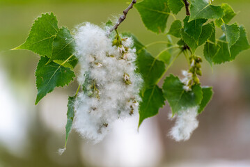 Cottonwood Or Poplar Tree Seed Fluff In Spring In Wisconsin