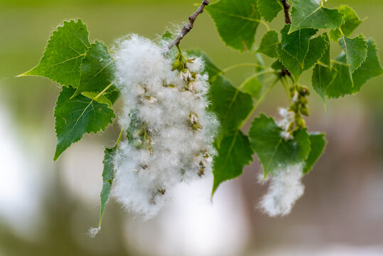 Cottonwood Or Poplar Tree Seed Fluff In Spring In Wisconsin