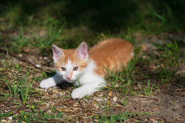A tiny red kitten discovers the world and plays with everything it meets in the nature