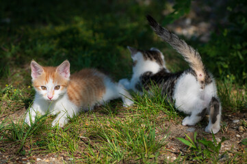 
a couple of two small cats are playing in nature