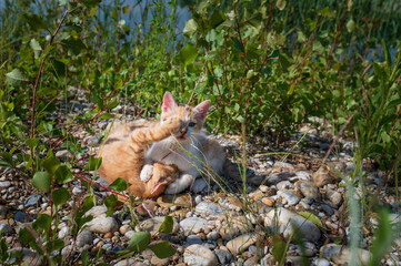 Two young cats - kittens which are playing and fight together in the nature