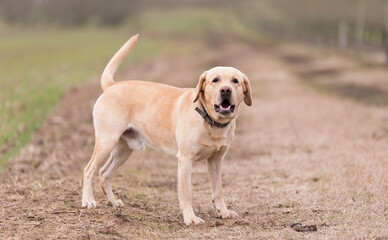 Labrador dog in the dirth road