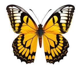 Fototapeta premium PNG Butterfly animal insect invertebrate