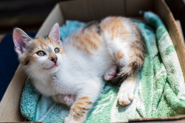 Little kitten is lying and looking to a right side in the box 