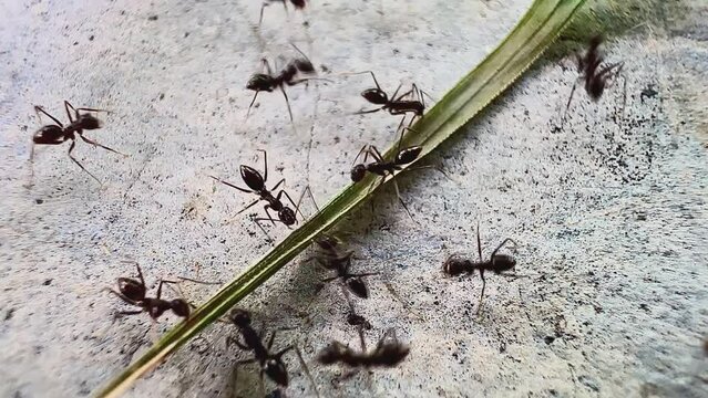 a group of ants on a rough and granular surface. This video is in black and white. This emphasizes the difference between ants and surfaces. It looks like the ants are gathering togethe