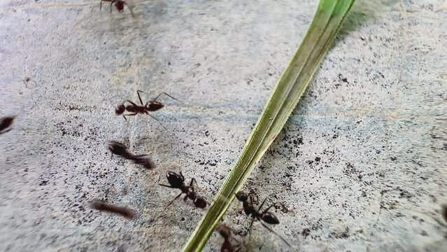 a group of ants on a rough and granular surface. This video is in black and white. This emphasizes the difference between ants and surfaces. It looks like the ants are gathering togethe