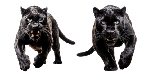 black panther isolated on a transparent background