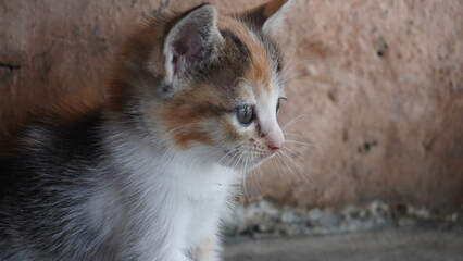 An emaciated and neglected Asian kitten, displaying poor physical condition. This little cat looks weak and needs care and affection
