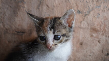 An emaciated and neglected Asian kitten, displaying poor physical condition. This little cat looks weak and needs care and affection